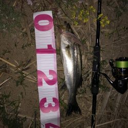 チーバスでした。