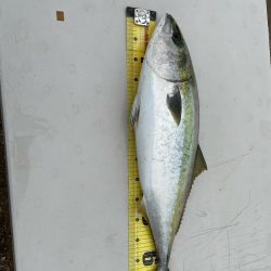 やっと念願の青物ルアーで釣りあげました