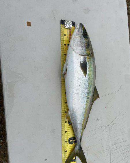 やっと念願の青物ルアーで釣りあげました