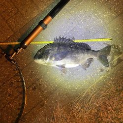 ヘチってきました