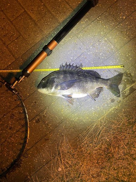 ヘチってきました