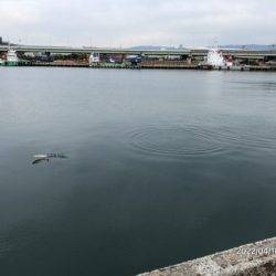 バチ抜けシーバス