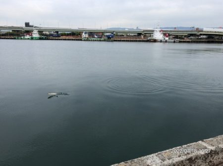 バチ抜けシーバス