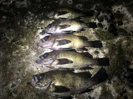 フロートメバリング