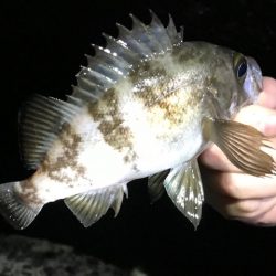 良型メバル狙い