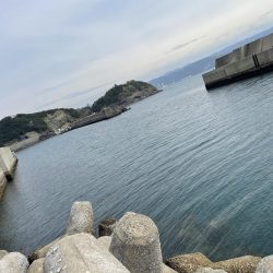 エギング コウイカ