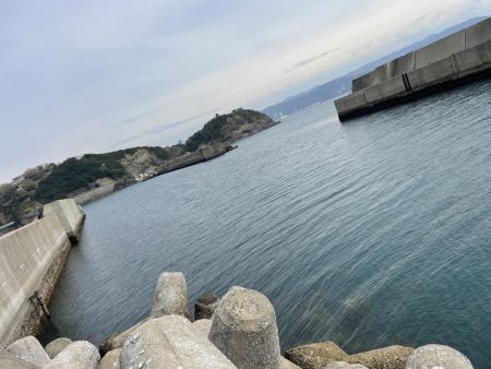 エギング コウイカ