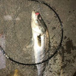 バチ抜けシーバス