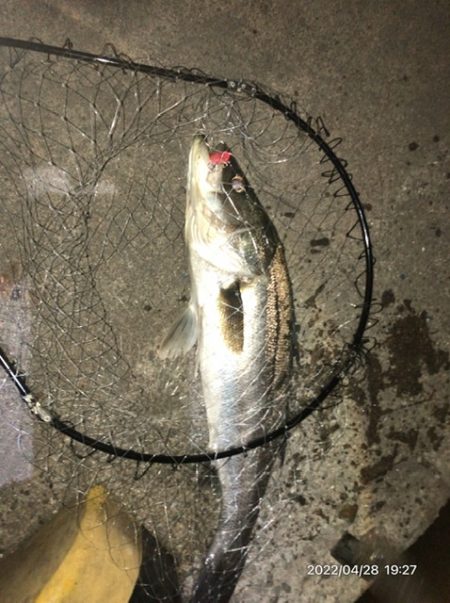 バチ抜けシーバス