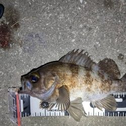 短時間の釣行でアベレージサイズのメバル