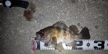 短時間の釣行でアベレージサイズのメバル