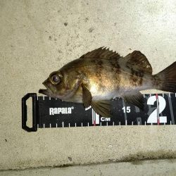 メバリング　アタリは渋いがキッチリお持ち帰り