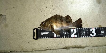 メバリング　アタリは渋いがキッチリお持ち帰り