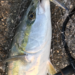 苦労してメジロ