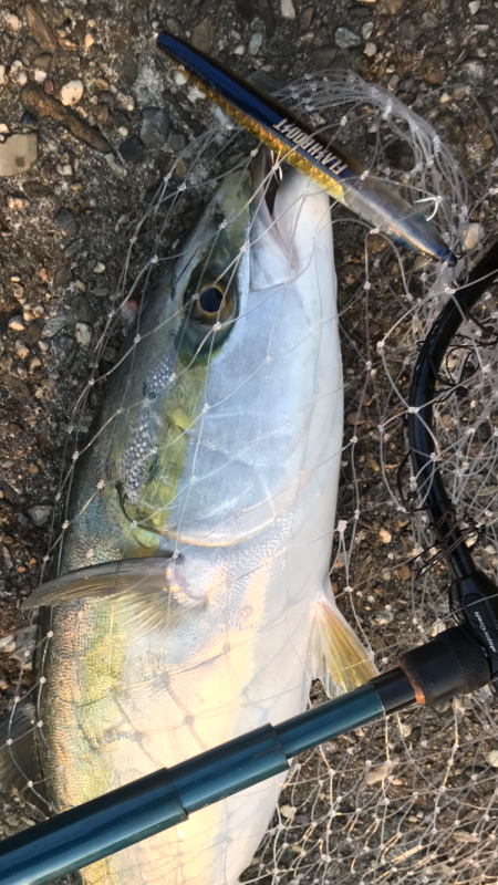 苦労してメジロ