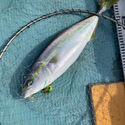 蒲生田沖で真鯛