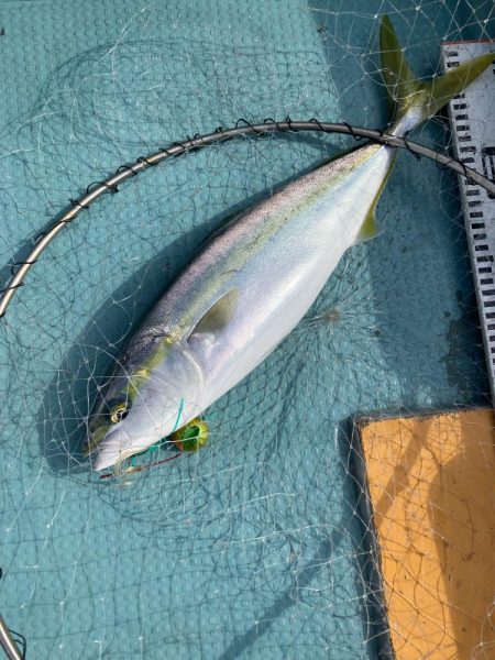 蒲生田沖で真鯛