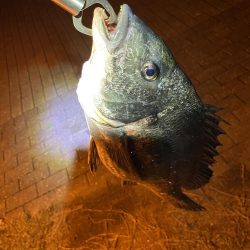 ヘチってきました