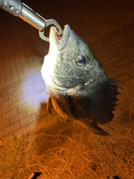 ヘチってきました