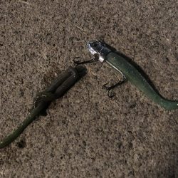 雨上がりの夜バチに