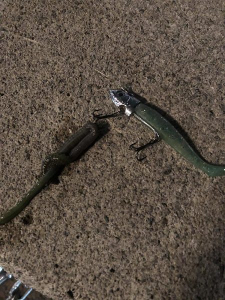 雨上がりの夜バチに