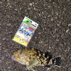 ちょい投げヘッドで根魚爆釣