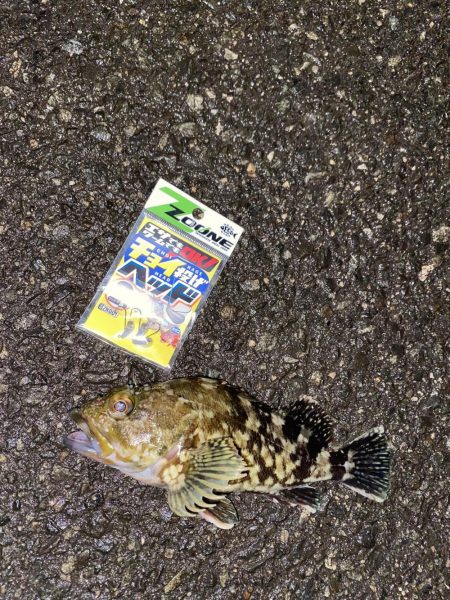 ちょい投げヘッドで根魚爆釣