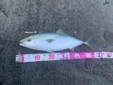 春の遠州灘でマキマキ大活躍！