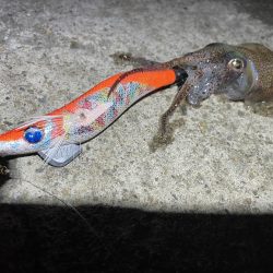 コウイカを求めて