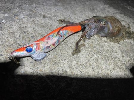 コウイカを求めて