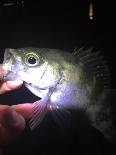 たかたか釣り日記