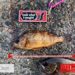 まずめ時がすごかった