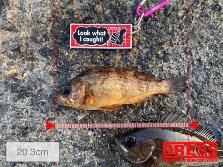 まずめ時がすごかった