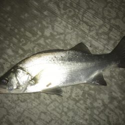 久々ポイントのセイゴ