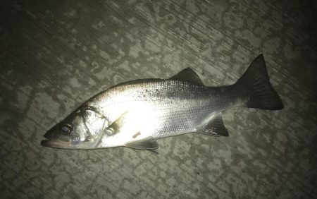 久々ポイントのセイゴ