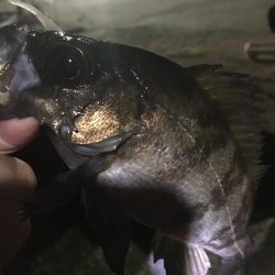 たかたか釣り日記