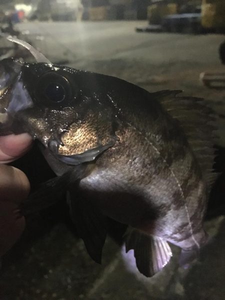 たかたか釣り日記