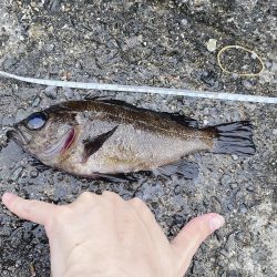 渋めでした、サイズが