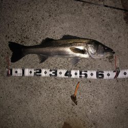 クロキンカラーのミノー