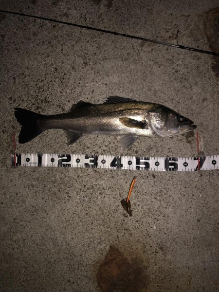 クロキンカラーのミノー