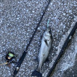 夕まずめ‥シーバス調査