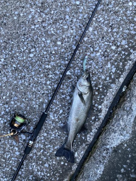 夕まずめ‥シーバス調査