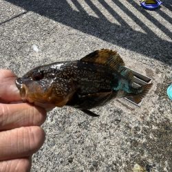 花見カレイ不発