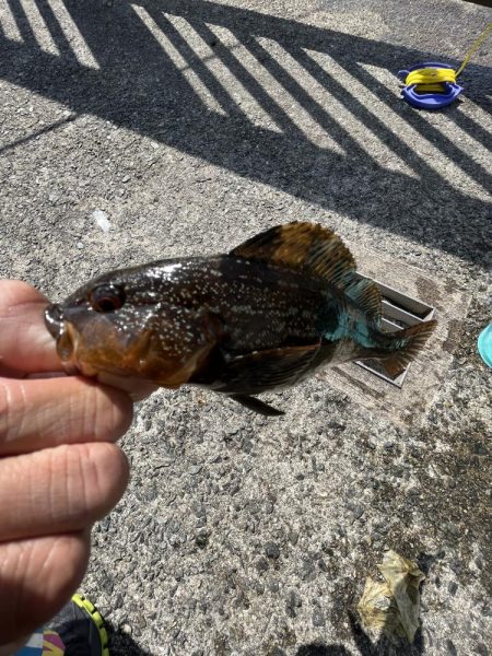 花見カレイ不発