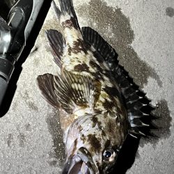 ガシラは裏切らない