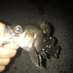 朝マズメのメバリング調査