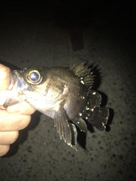 朝マズメのメバリング調査