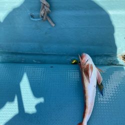 蒲生田沖でグレ