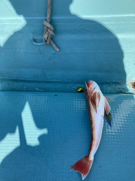 蒲生田沖でグレ