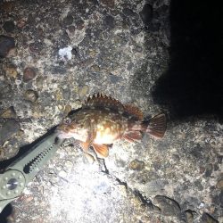 ひさびさメバリング